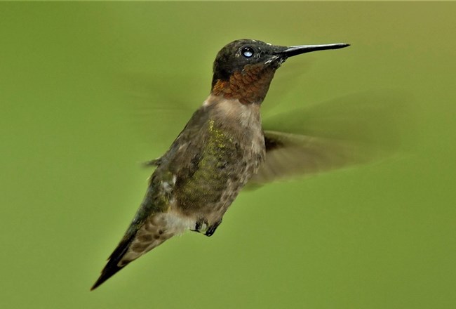 Hummingbird in flight