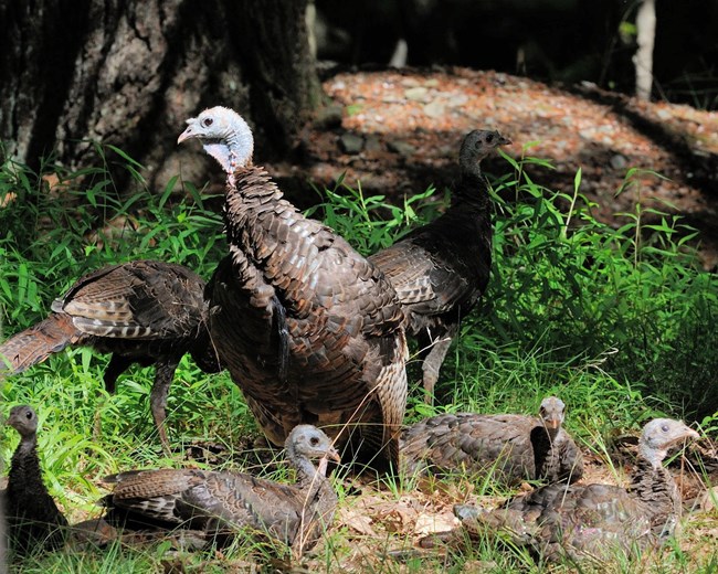 Turkey and pullets