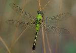 Eastern Pondhawk