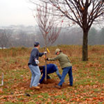 volunteers plant trees