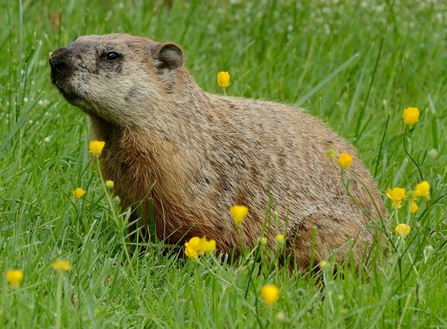 A groundhog in the grass