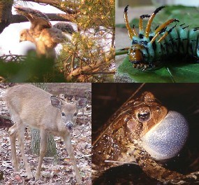 Red-Tailed Hawk fledgeling, Hickory Horned Devil, American Toad, White-Tailed Deer