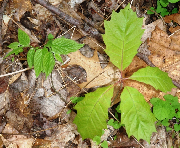 Oak and Hackberry Seedlings in Valley Forge Park