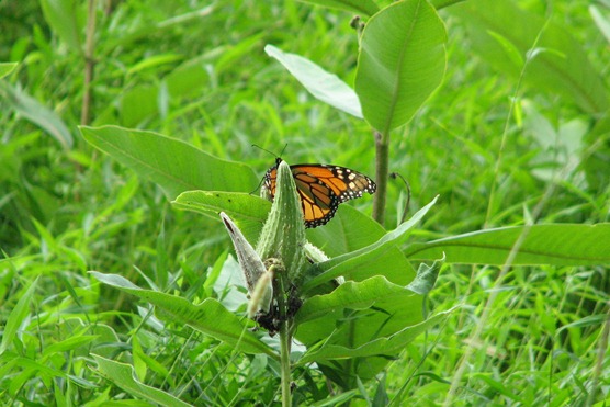 Monarch butterfly perched on a milkweed plant in Valley Forge National Historical Park.