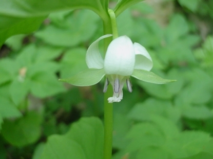 Nodding Trillium along the Valley Creek Trail, Credit Debby Clark and Ed Berg 