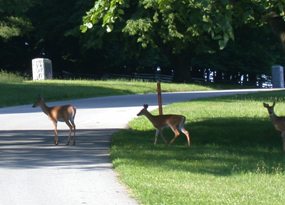 Deer in the Road