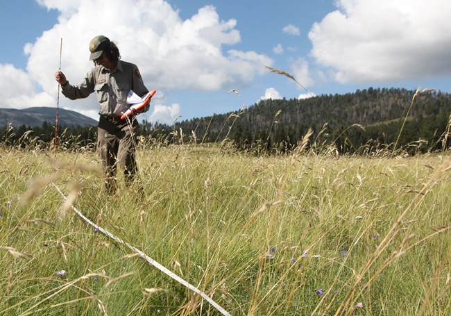A botanist stands in a grassy meadow next to a measuring tape.