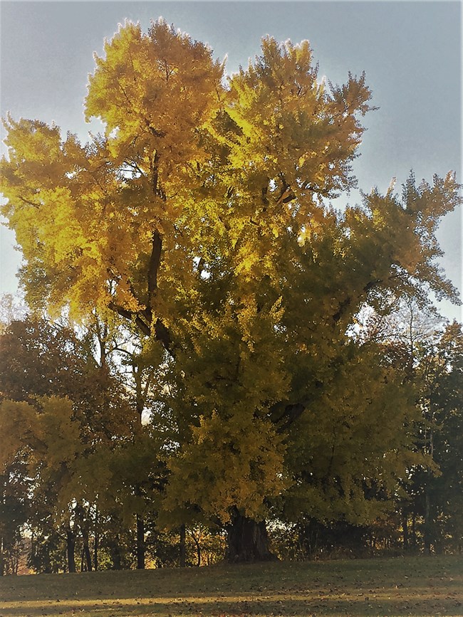 A Gingko Tree with yellow leaves