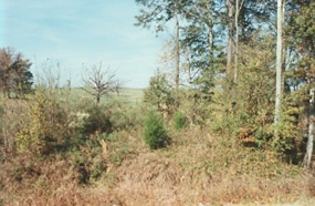 Present-day Jackson Creek