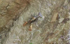 Crayfish in Glass Bayou