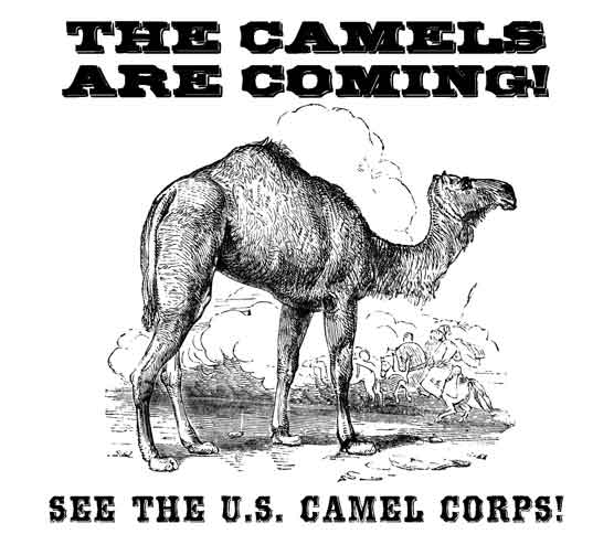 Douglas-the-Camel-Event---Poster--Legal