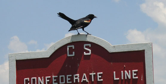 Red-winged Blackbird