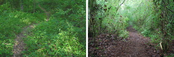 Al Scheller Hiking Trail. Left: Summer 2009 before trail work. Right: October 2009 after maintenance and upgrade by AmeriCorps team.