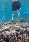 underwater picture showing 2 snorkelers; one is behaving irresponsibly by standing on coral