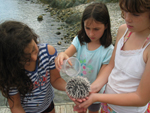 Three girls are at a rocky seashore in Virgin Islands National Park.  They are carefully pouring seawater over a sea urchin in their hands, to keep it healthy, while they examine it.