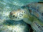 Green Turtle 01