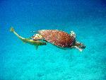 Green Turtle with Remora
