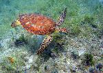 Green Turtle Gliding