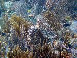 Hawksbill on Reef