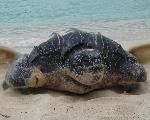 Leatherback Nesting