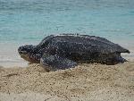 Leatherback Nesting