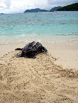 Leatherback Nesting