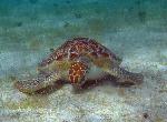 Green Turtle Grazing 02