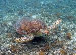 Green Turtle and Baitfish