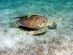 Green Turtle with Remora