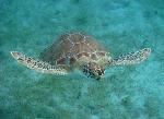 Green Turtle Flying