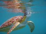 Green Turtle Breathing