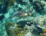 Hawksbill and Brain Coral