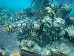 Hawksbill and Gray Angels