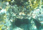 Hawksbill Biting Sponge