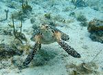 Hawksbill Checking Camera