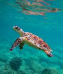 Hawksbill Over Porites