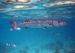 Barracuda