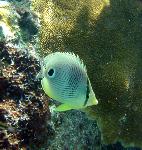 Butterflyfish