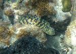 Chain Moray