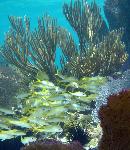 Goatfish