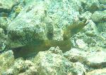 Green Moray Eel