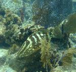 Nassau Grouper
