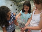 Three girls are at a rocky seashore in Virgin Islands National Park.  They are carefully pouring seawater over a sea urchin in their hands, to keep it healthy, while they examine it.