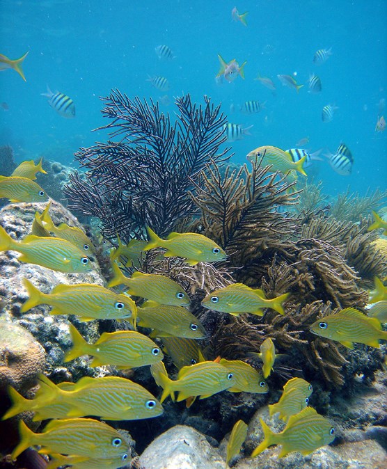 a school of French Grunts swimming in front of soft coral