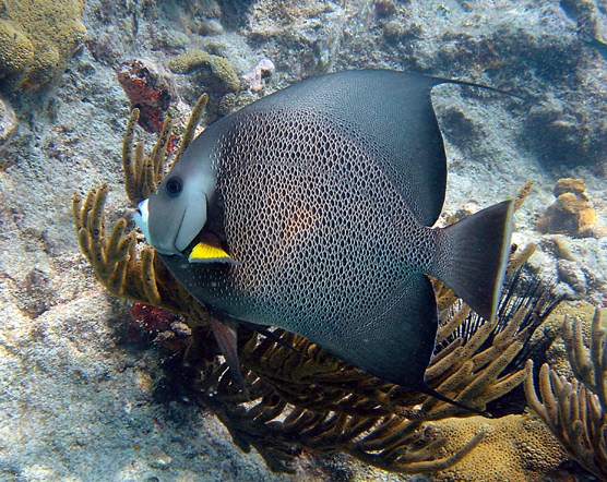 Gray Angelfish with "soft corals" in the background