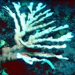 an underwater picture of an elkhorn coral skeleton