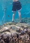 underwater picture showing 2 snorkelers; one is behaving irresponsibly by standing on coral