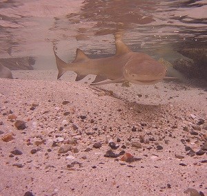 Lemon Shark (Negaprion brevirostris)