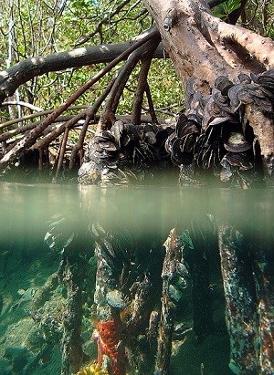 Mangrove roots by Caroline Rogers