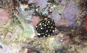 Smooth Trunkfish (Latorphrys triqueter)